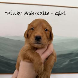 Aphrodite - Dark golden female Golden Retriever puppy in Weston, Missouri from Love is Golden