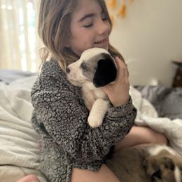 Cardigan Welsh Corgi Puppies from Squires Corgi Cottage