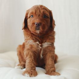 Blue Boy - Red  male Goldendoodle puppy in Rio Linda, California from GoldendoodlePaw