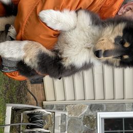 Collie Puppies from Larkspur Collies