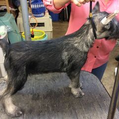 Standard Schnauzer Puppies from Stahlkrieger Standard Schnauzers