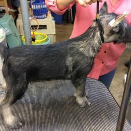 Standard Schnauzer Puppies from Stahlkrieger Standard Schnauzers