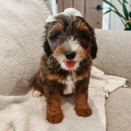 Annapurna - female Australian Mountain Doodle puppy in Tryon, North Carolina from Melrose Mountain Farm