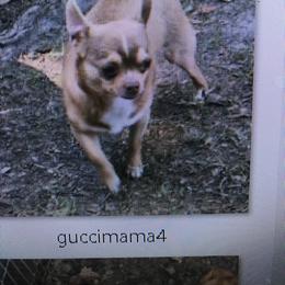 Mocha - Chocolate and white male Chihuahua puppy in Hampton, Virginia from Chilove Chihuahuas