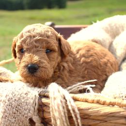 Ember- Female- AKC Mini Poodle- Stokesdale, NC - Red  female Poodle puppy in Stokesdale, North Carolina from His and Hers Poodles and Doodles