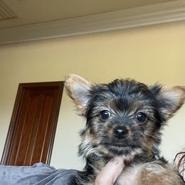 Yorkshire Terrier Puppies from Sandra's Pups