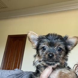 Yorkshire Terrier Puppies from Sandra's Pups