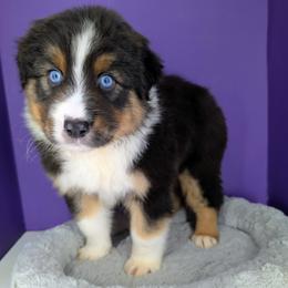 Quinn5Boy3- BTM,NBT, blue eyes likely, CHIC-OFA-DNA-AKC Titled Parents - Black tri-color male Australian Shepherd puppy in South Hill, Virginia from Silverside Aussies LLC