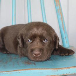 Flapjack - Chocolate male Labrador Retriever puppy in Camden, Indiana from Camden's Caring Canines