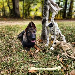 German Shepherd Puppies from Royalty German Shepherds