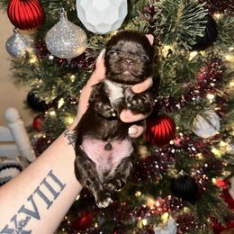 Shih Tzu Puppies from S&K shih tzu’s