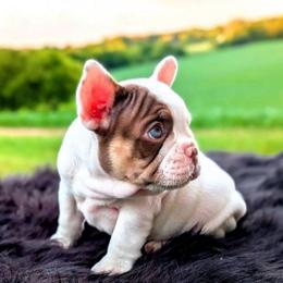 Tobler aka Toby - White male French Bulldog puppy in Fort Atkinson, Wisconsin from Bishop Bullyz