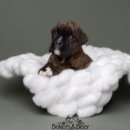 Red - Brindle male Boxer puppy in Catlett, Virginia from Honey and Coal Kennels