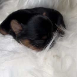 Yorkshire Terrier puppies from Yorkiepupsntcups