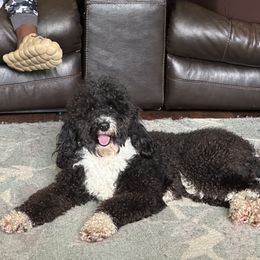 Bernedoodle, Goldendoodle, and Shih Tzu Puppies from TrueLine kennels