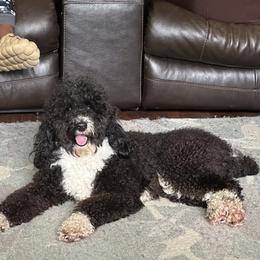 Bernedoodle, Goldendoodle, and Shih Tzu Puppies from TrueLine kennels