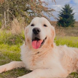 Maximus - Golden Retriever