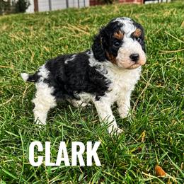 Clark - Tri-color male Bernedoodle puppy in Bountiful, Utah from Red Brick Doodles