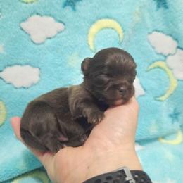 Solid chocolate boy, white markings - Chocolate male Chihuahua puppy in Richmond, Virginia from Breens