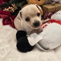 Angel - Cream and white female Chihuahua puppy in Fallon, Nevada from Blue Chihuahuas of Nevada
