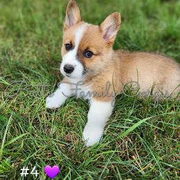 Girl 4 - Red Pembroke Welsh Corgi puppy in Cameron, North Carolina from Butts Family Corgis