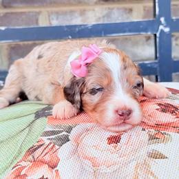 Candy Corn - Red merle female Aussiedoodle puppy in Cartersville, Georgia from Simply Blessed Doodles