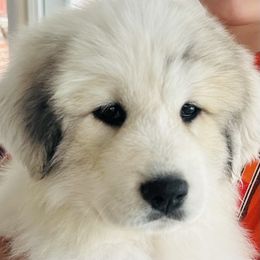 Girl 4 - Great Pyrenees puppy in Nashville, Tennessee from Storybook Tails Farm