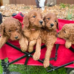Goldendoodle puppies from Dolly Doodles TX
