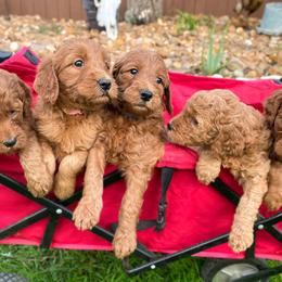 Goldendoodle puppies from Dolly Doodles TX
