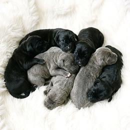 Gray girl 2 - Gray female Cane Corso puppy in Haslet, Texas from Trained To Go Corso Kennels (T.T.G. Corso Kennels)
