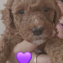 Purple Collar Female - Red  female Goldendoodle puppy in Robstown, Texas from Sagebrush Labradors and Doodles