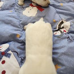 Boy 4 - White male West Highland White Terrier puppy in Hoschton, Georgia from AKC  Westie World