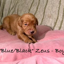 Zeus - Dark golden male Golden Retriever puppy in Weston, Missouri from Love is Golden