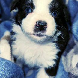 Toy Australian Shepherds from Allemands Alaskan Toy Aussies