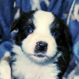Toy Australian Shepherds from Allemands Alaskan Toy Aussies