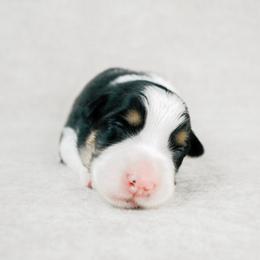 Liberty - Black tri-color female Australian Shepherd puppy in Aberdeen, North Carolina from Huckleberry Hill Aussies LLC.