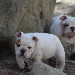 Bulldog All Grown Up from Bull Mountain Bulldogs