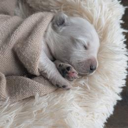 Tater-Tot - white collar - Light golden male Golden Retriever puppy in Noblesville, Indiana from Ivory & Pine Goldens