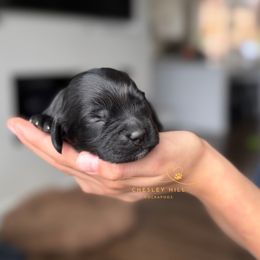Cockapoo Puppies from Chesley Hill Cockapoos