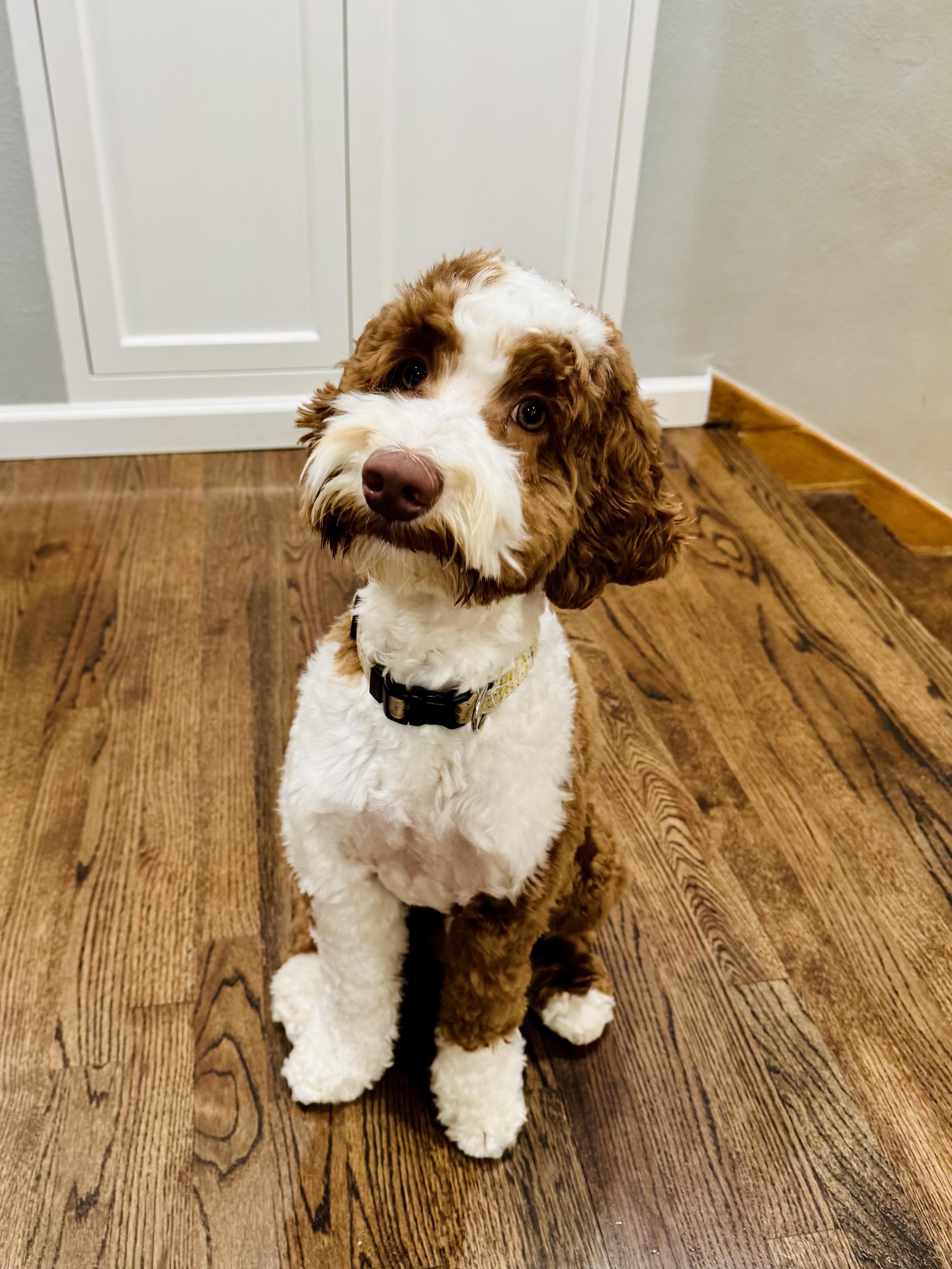 Enzo