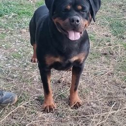 Rottweiler puppies from World Class Rottweilers And French bulldogs