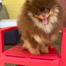 Luca Koean Import - Chocolate and tan male Pomeranian puppy in Sacramento, California from My Precious Poms