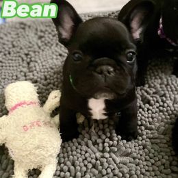 French Bulldog Puppies from Diamond Shores French Bulldogs