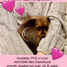 Atali - Sable female Dachshund puppy in Edmond, Oklahoma from Okie Puppies