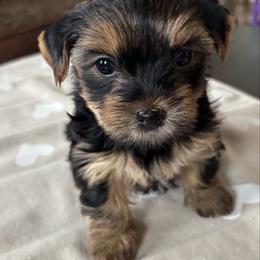 Buttercup - Black and tan female Yorkshire Terrier puppy in Georgia from Diddly Dog Company