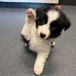 Girl 5 - Black tri female Miniature Australian Shepherd puppy in Saco, Maine from Wags Family Aussies