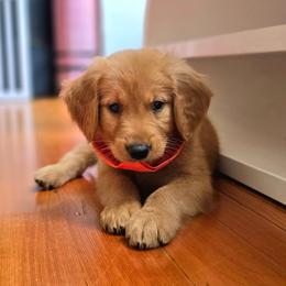 Goldendoodle, Golden Retriever, and Poodle Puppies from Oregon's Oodles of poodles & doodles