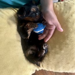 Blake - Black and tan male Yorkshire Terrier puppy in Coeurdalene, Idaho from North Idaho Yorkies