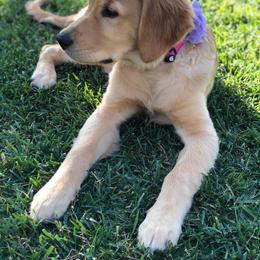 Golden Retriever Puppies from Southern Golden Retrievers
