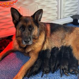 Female - Black and red female German Shepherd puppy in Warwick, Rhode Island from Karma Kennels
